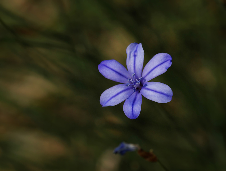 aphyllanthes monspelienes