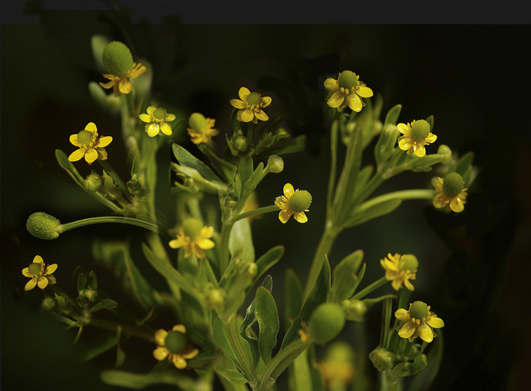 blaartrekkende boterbloem