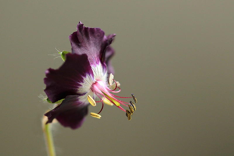 donkere ooievaarsbek