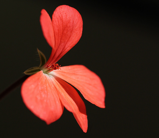 geranium