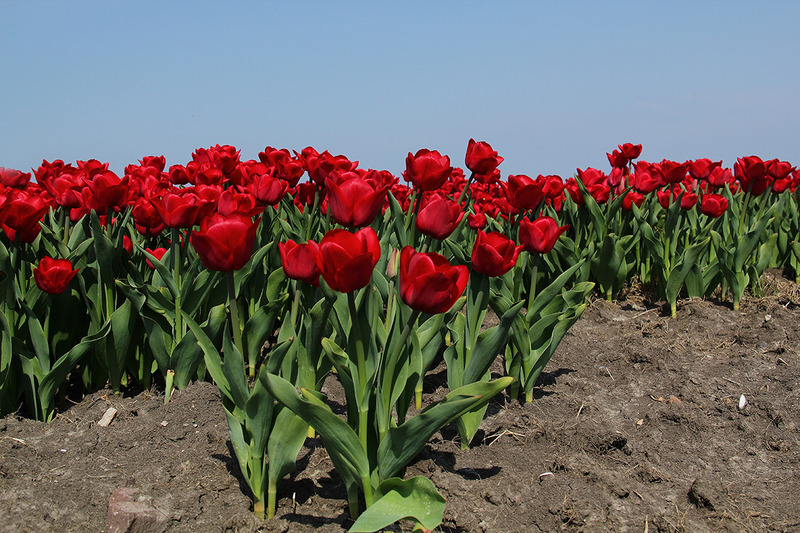 Tulpenveld