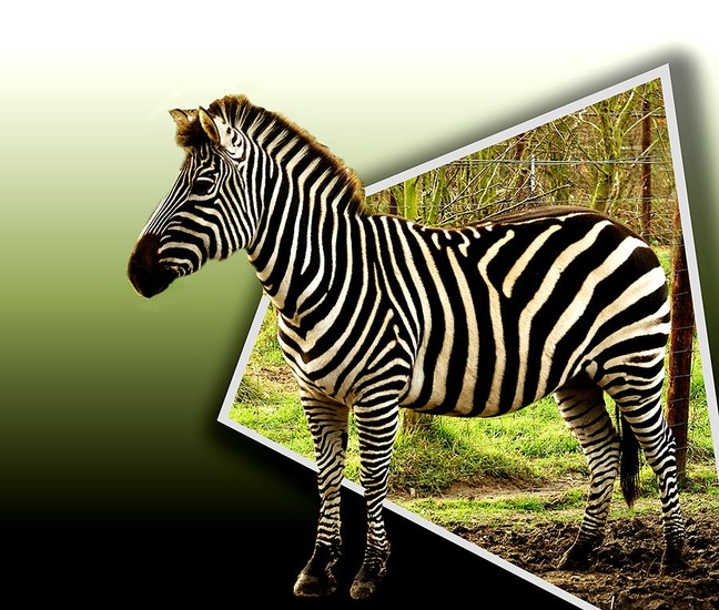 zebra