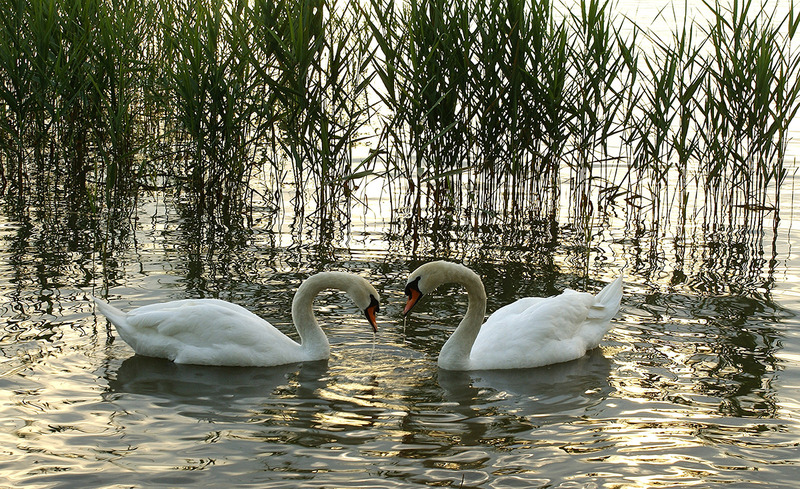 zwanen 2