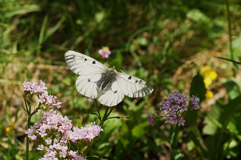 zwarte apollovlinder