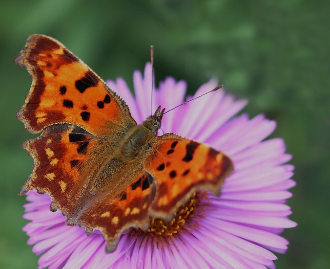 gehakkelde aurelia 2