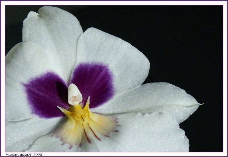 orchidee 9