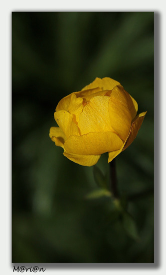 europesche trollius