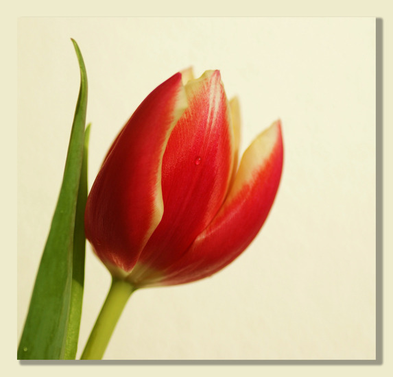 tulp