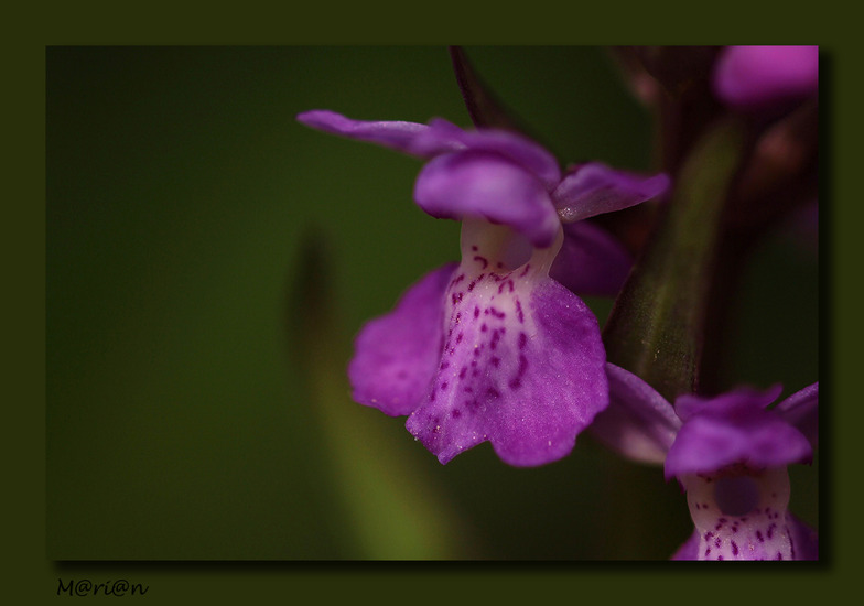 Orchis 2
