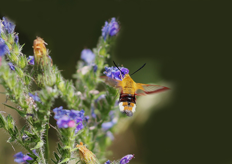 glasvleugelpijlstaartvlinder