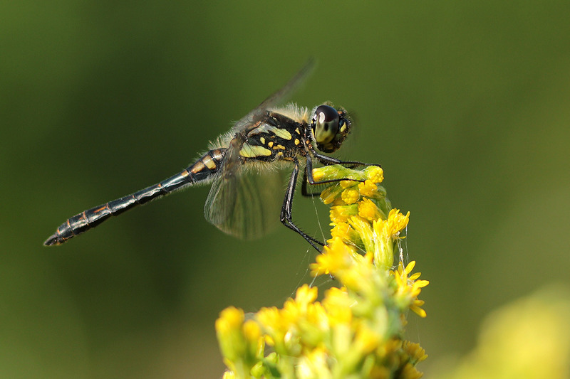 zwarte heidelibel