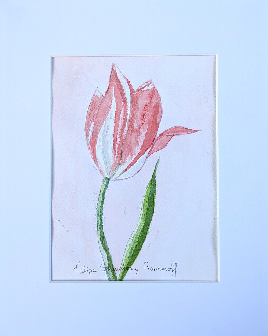 Aquarel Strawberry Romanoff