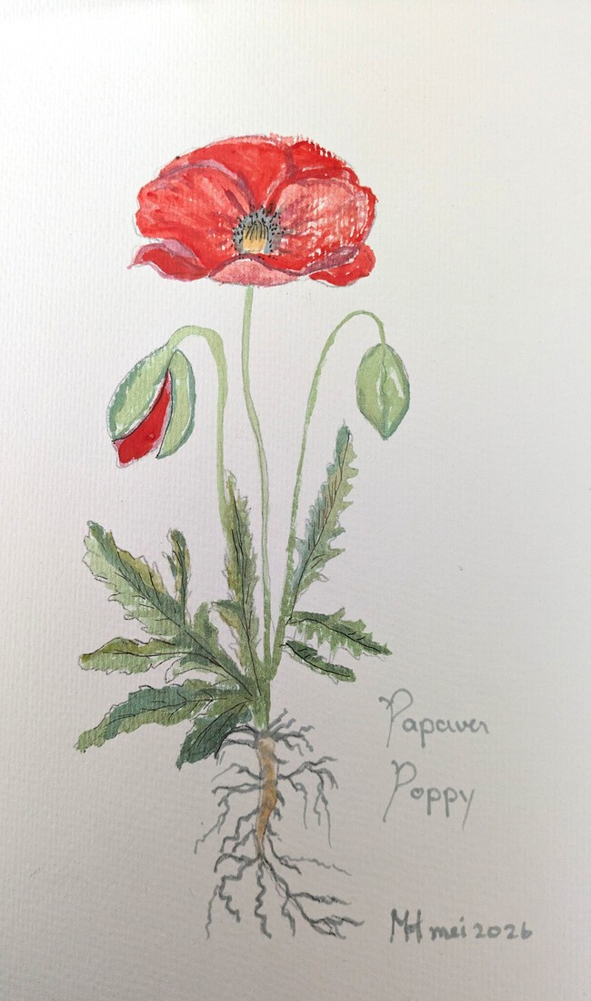 Poppy in Aquarel