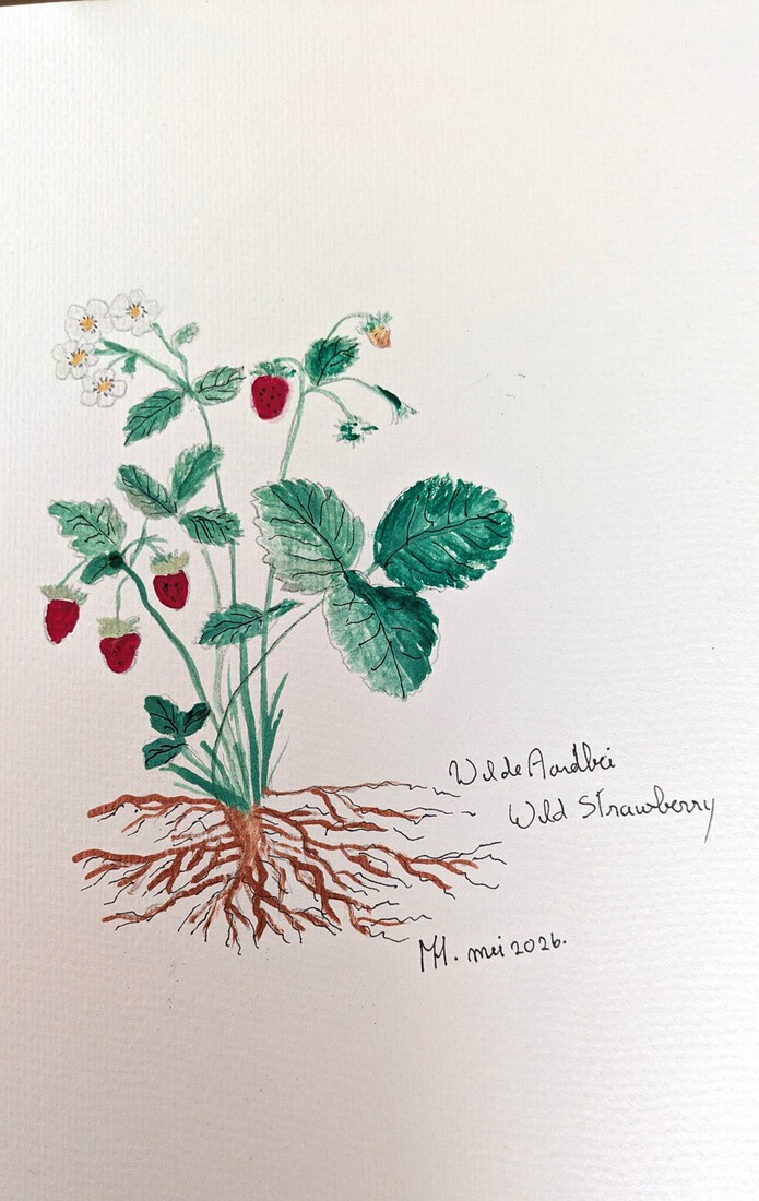 Wilde aardbeien in Aquarel