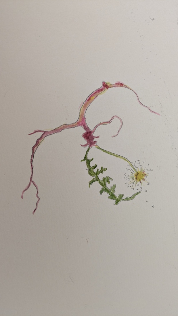 Dandelion in Aquarel1