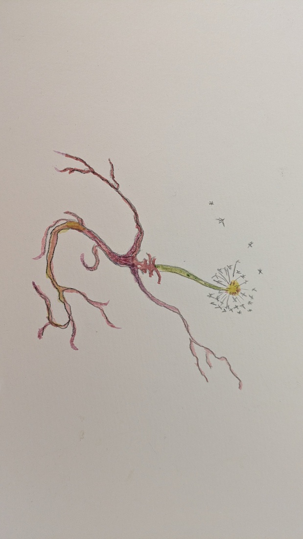 Dandelion in Aquarel2