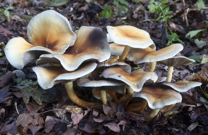 Bleekgele Bundelzwam