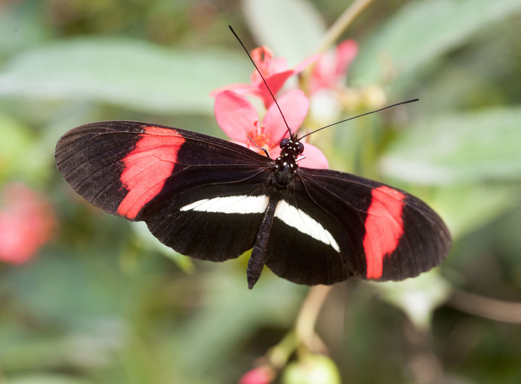 Geelband-passiebloem Vlinder