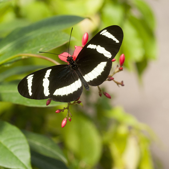 Gestreepte Longwing