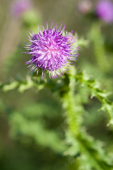 Distel