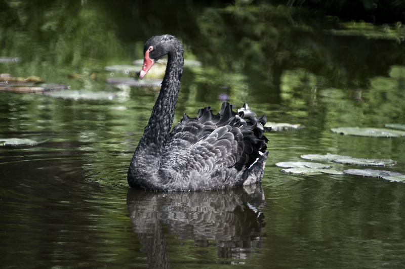 Zwarte zwaan