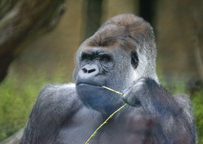 Gorilla
