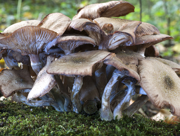 Muisgrijze Ridderzwam