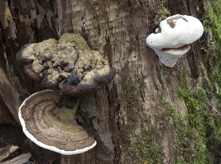 Gerimpelde Korstzwam