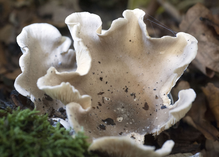 Witte Bundelridderzwam