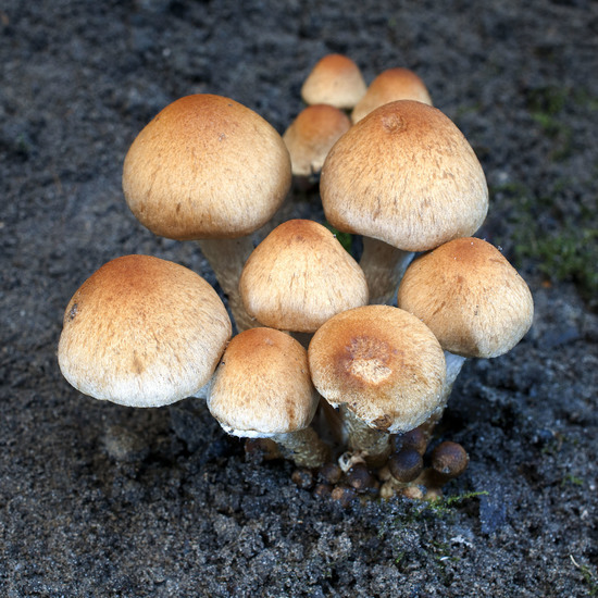 Peervormige stuifzwam