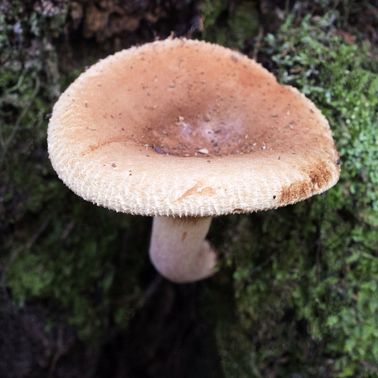 Broze russula