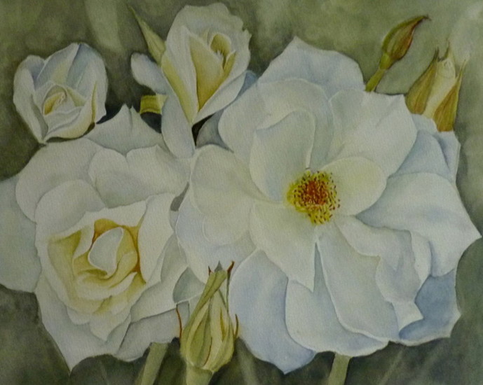 Witte rozen