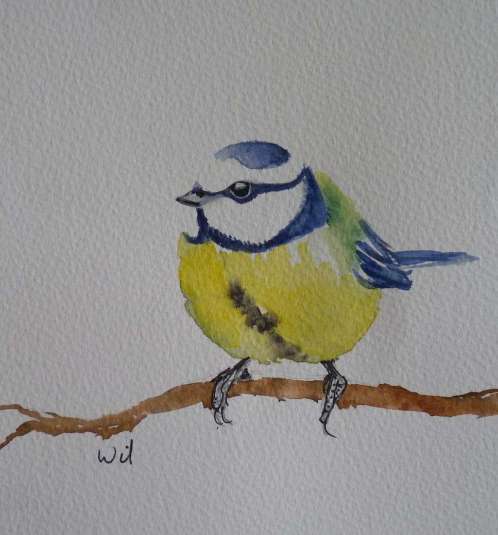 Pimpelmees in de tuin1