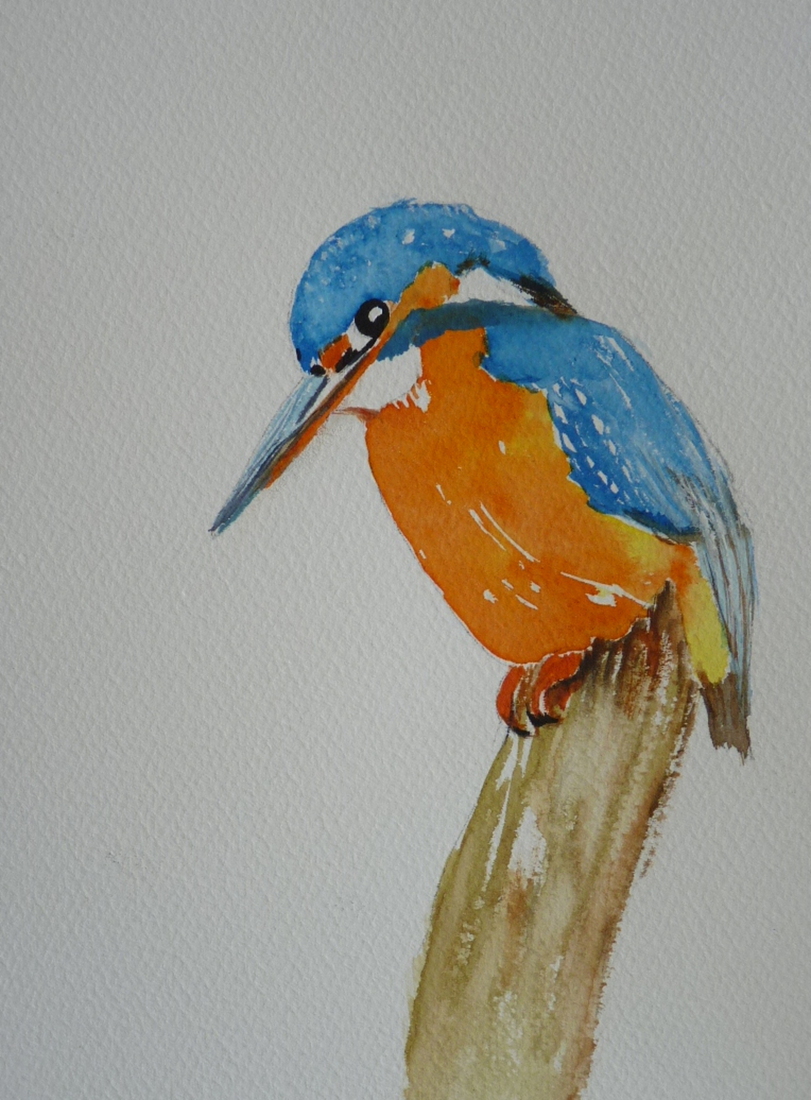 Ijsvogeltje in de wei