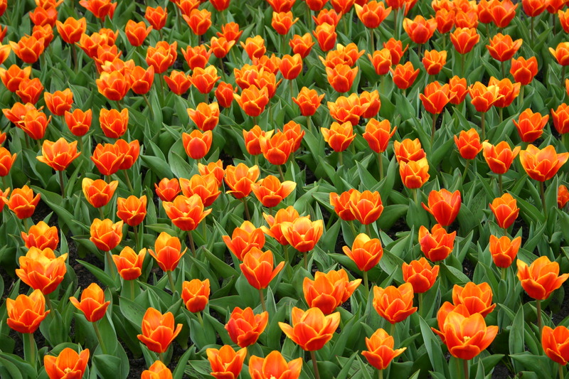 tulpen