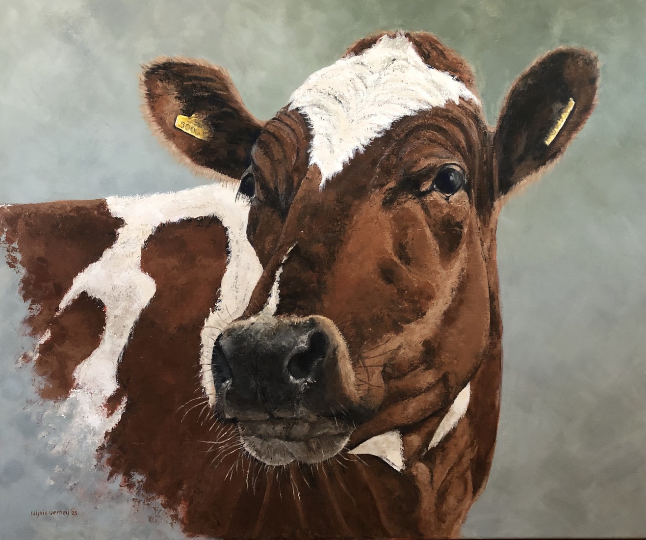 Holsteiner roodbonte koe