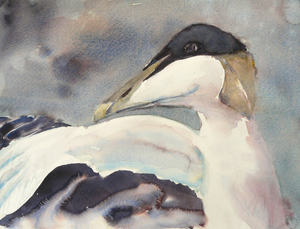 In de aquarelverf trekt mij het snelle, verrassende en vaak ongrijpbare karakter ervan. Bezig zijn met een aquarel is spannend, want er gebeuren soms dingen die je niet wilde en daar moet je dan een antwoord op zien te vinden. Maar soms zijn het ook spontane cadeautjes! 