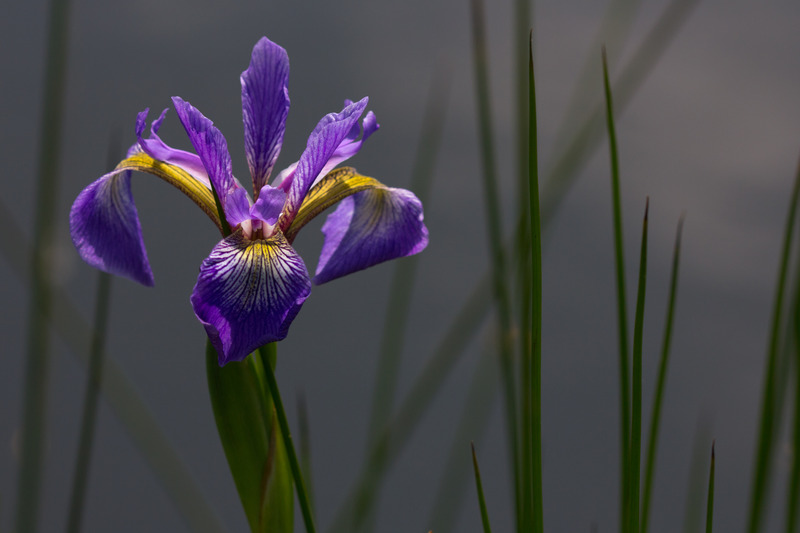 IRIS