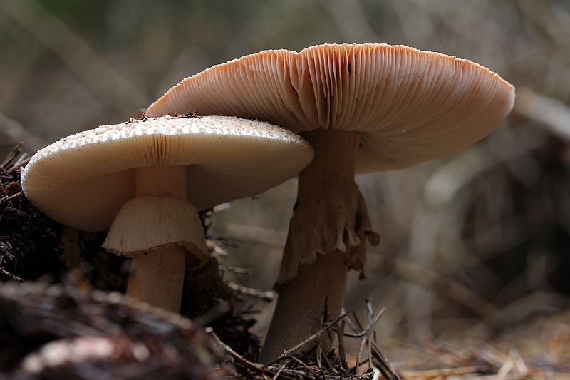 PADDENSTOELEN
