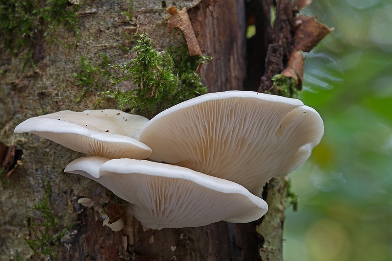 PADDENSTOELEN