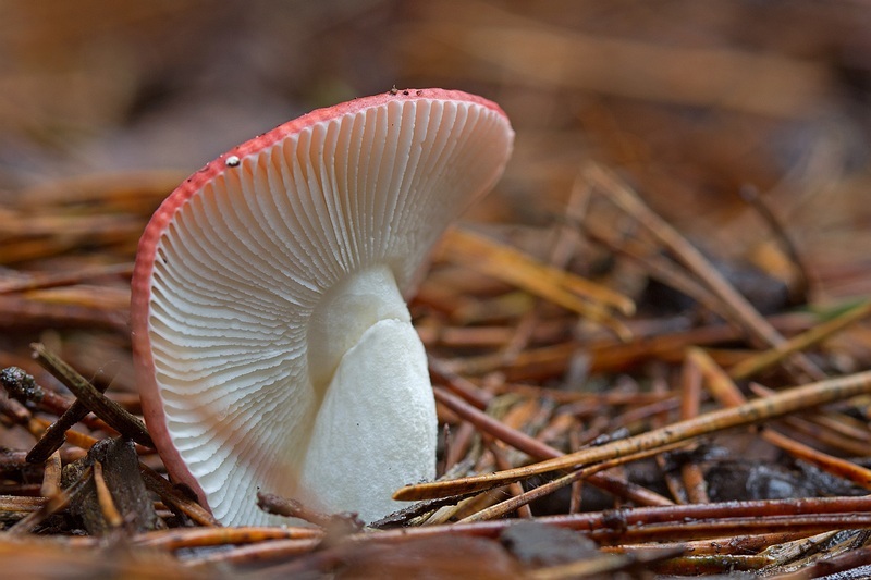 PADDENSTOELEN
