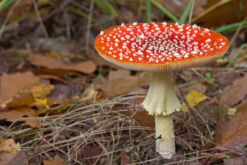 PADDENSTOELEN