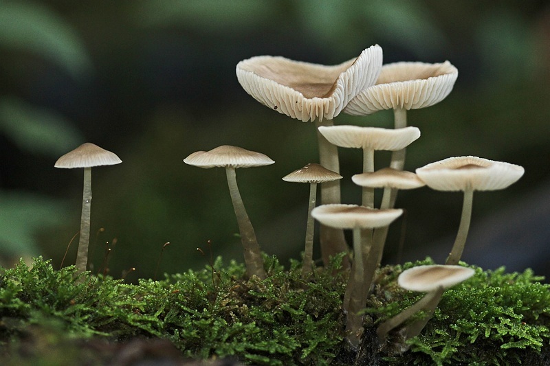 PADDENSTOELEN