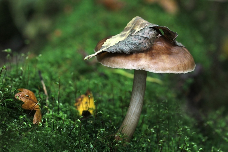 PADDENSTOELEN