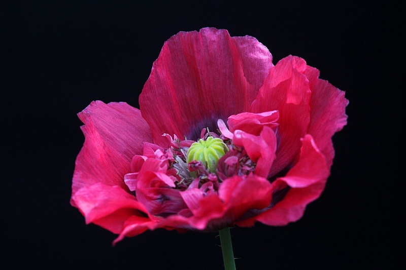 PAPAVER