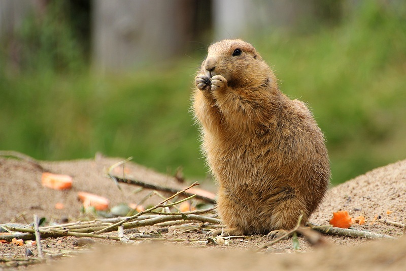 WOESTIJNMARMOT