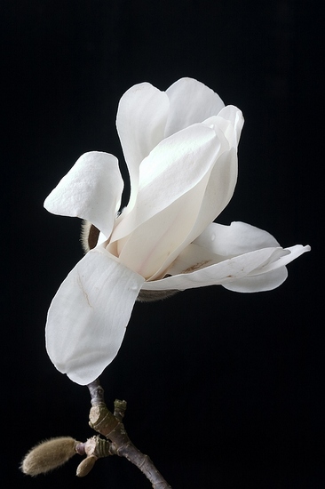 MAGNOLIA