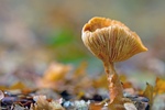 PADDENSTOELEN