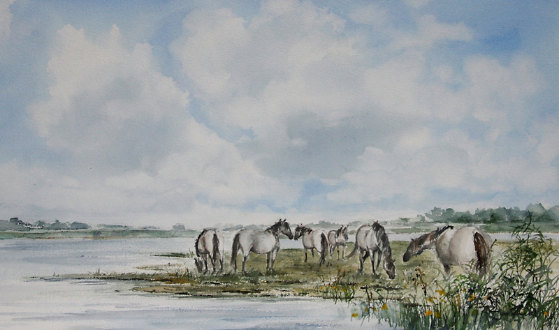 konikpaarden in lauwersmeergebied