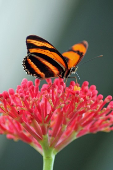 Oranje vlinder